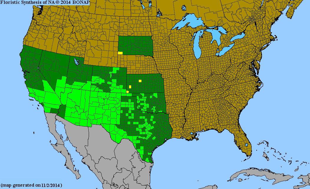 County distribution map of Opuntia phaeacantha - Tulip Prickly-Pear